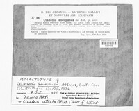 Cladonia leucophaea image